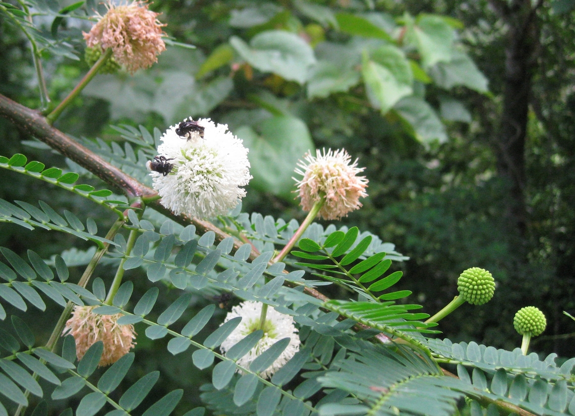 Leucaena leucocephala  Fall,Geotagged,Leucaena leucocephala,Venezuela