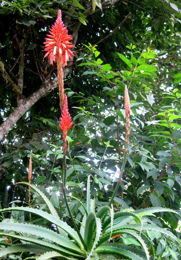 Aloe arborescens  Aloe arborescens,Fall,Geotagged,Krantz aloe,Venezuela