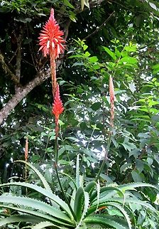 Aloe arborescens  Aloe arborescens,Fall,Geotagged,Krantz aloe,Venezuela