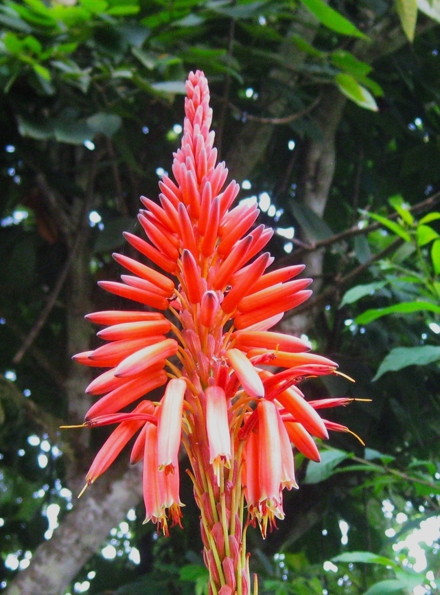 Aloe arborescens  Aloe arborescens,Fall,Geotagged,Krantz aloe,Venezuela