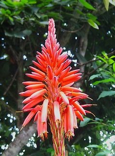 Aloe arborescens  Aloe arborescens,Fall,Geotagged,Krantz aloe,Venezuela