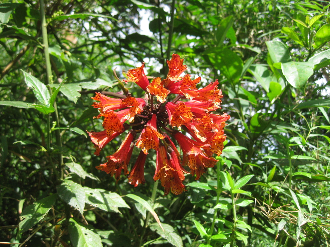 Bomarea bredemeyerana Already posted in my gallery, I could not resist uploading one more photo of this beautiful plant, which flowers between September and December in the Venezuelan Northern Coastal Range, here seen at 1,800 m.a.s.l. Bomarea bredemeyerana,Fall,Geotagged,Venezuela