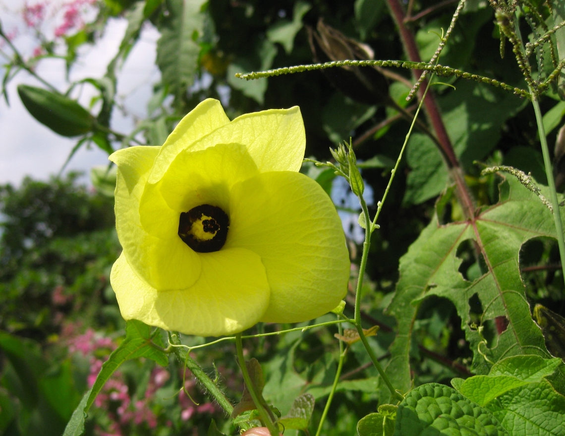 Abelmoschus moschatus (Malvaceae)  Abelmoschus moschatus,Fall,Geotagged,Venezuela