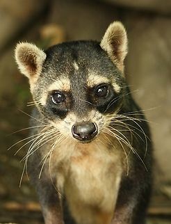 Procyon cancrivorus Photo taken in captivity, so the geotag applies to the location of the Zoo, not its natural habitat. The species does occur naturally in Venezuela. Crab-eating Raccoon,Geotagged,Procyon cancrivorus,Spring,Venezuela