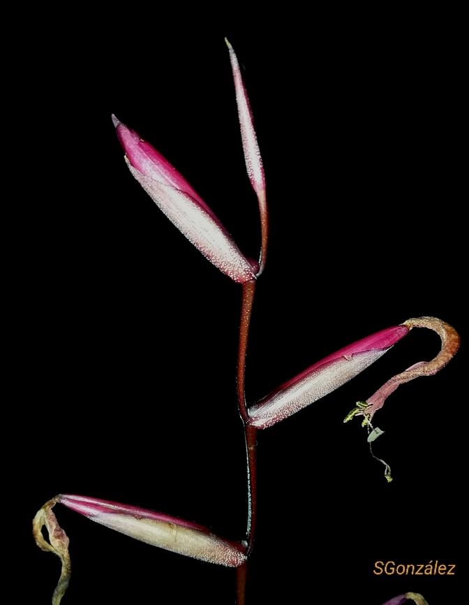Tillandsia flexuosa (Bromeliaceae)  Fall,Geotagged,Tillandsia flexuosa,Venezuela