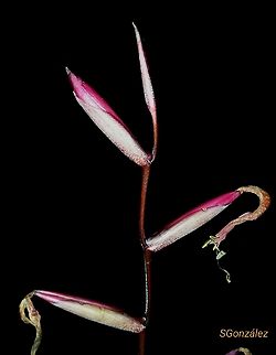 Tillandsia flexuosa (Bromeliaceae)  Fall,Geotagged,Tillandsia flexuosa,Venezuela