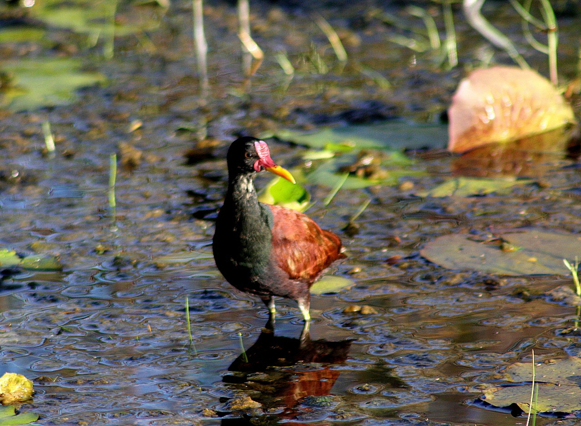 Jacana jacana  Geotagged,Jacana jacana,Venezuela,Wattled Jacana,Winter