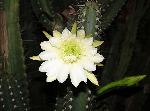 Cereus hexagonus  Geotagged,Lady of The Night Cactus,Mexican organ pipe,Stenocereus griseus,Summer,Venezuela,cereus hexagonus