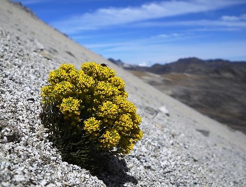 Draba chionophila (Brassicaceae)  This small plant has been identified by botanists as the vascular plant species that grows highest up in Venezuela (up to 4,700 m.a.s.l.). Its ability to withstand frost and low temperatures has been investigated, and it certainly also resists strong solar radiation. Here it was the only plant for hundreds of meters around, on the Sierra de la Culata in the Venezuelan Andes, but that was no problem for the occasional insect that comes to pollinate it, as seen on the picture. Draba chionophila,Geotagged,Venezuela,Winter