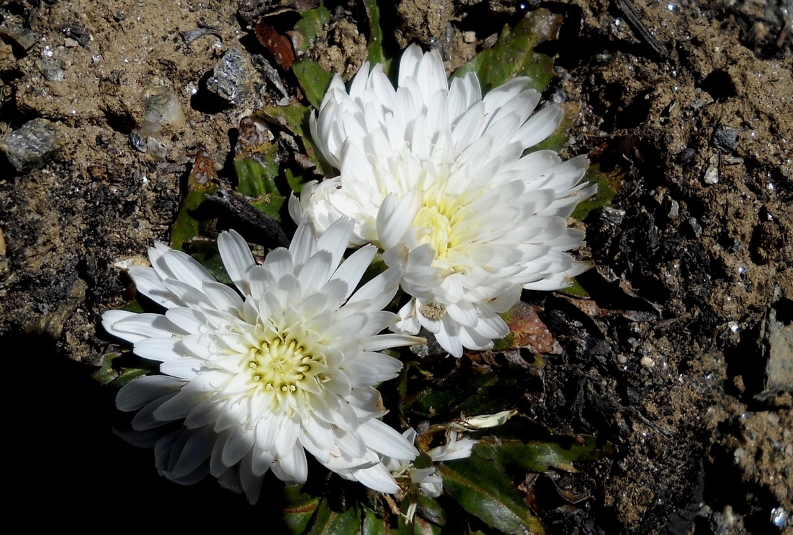 Hypochaeris setosa (Asteraceae) Growing high up on the Venezuelan Andes (La Culata Range), at nearly 4,000 m.a.s.l Geotagged,Hypochaeris setosa,Venezuela,Winter
