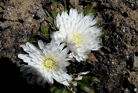 Hypochaeris setosa (Asteraceae) Growing high up on the Venezuelan Andes (La Culata Range), at nearly 4,000 m.a.s.l Geotagged,Hypochaeris setosa,Venezuela,Winter