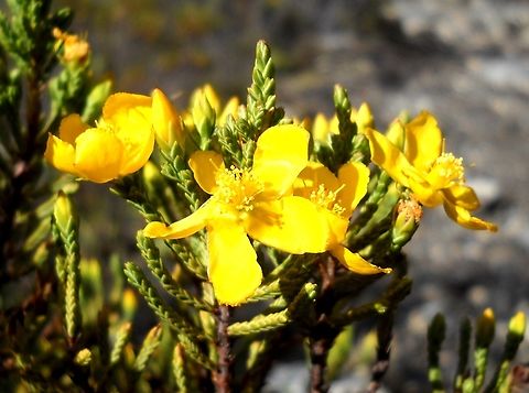 Hypericum laricifolium (Hypericaceae) Growing at around 3,900 m.a.s.l. on the Venezuelan Andes (La Culata Range) Geotagged,Hypericum laricifolium,Venezuela,Winter