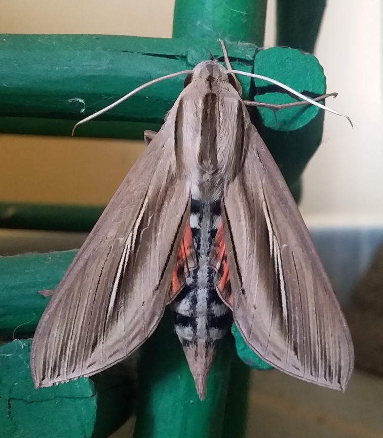 Erinnyis ello (Sphingidae)  Ello sphinx,Erinnyis ello,Fall,Geotagged,Venezuela