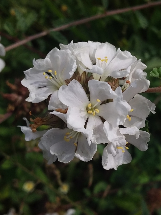 Melochia parvifolia (Malvaceae)  Fall,Geotagged,Melochia parvifolia,Venezuela