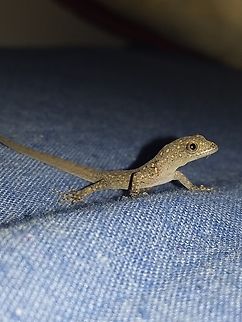 Gonatodes albogularis A female juvenile individual. Geotagged,Gonatodes albogularis,Venezuela,Winter,Yellow-headed gecko