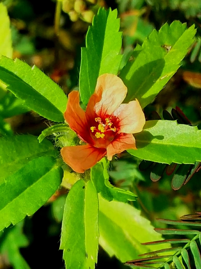 Sida ciliaris (Malvaceae)  Bracted Fanpetals,Fall,Geotagged,Sida ciliaris,Venezuela