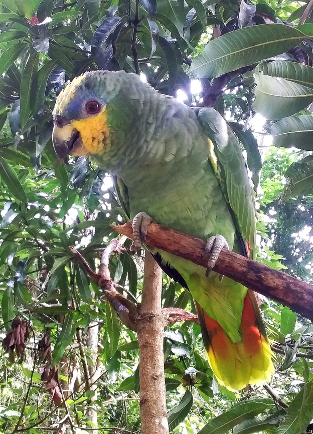 Amazona amazonica  Amazona amazonica,Fall,Geotagged,Orange-winged amazon,Venezuela