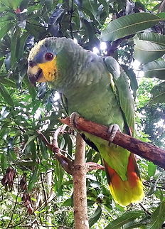 Amazona amazonica  Amazona amazonica,Fall,Geotagged,Orange-winged amazon,Venezuela