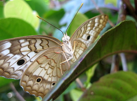 Anartia jatrophae (Nymphalidae)  Anartia jatrophae,Geotagged,Venezuela,White Peacock,Winter
