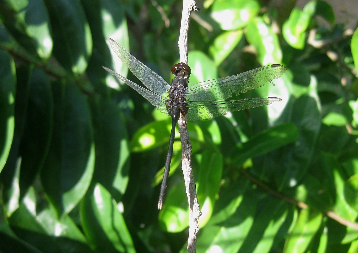 Gynacantha sp.  Geotagged,Venezuela,Winter