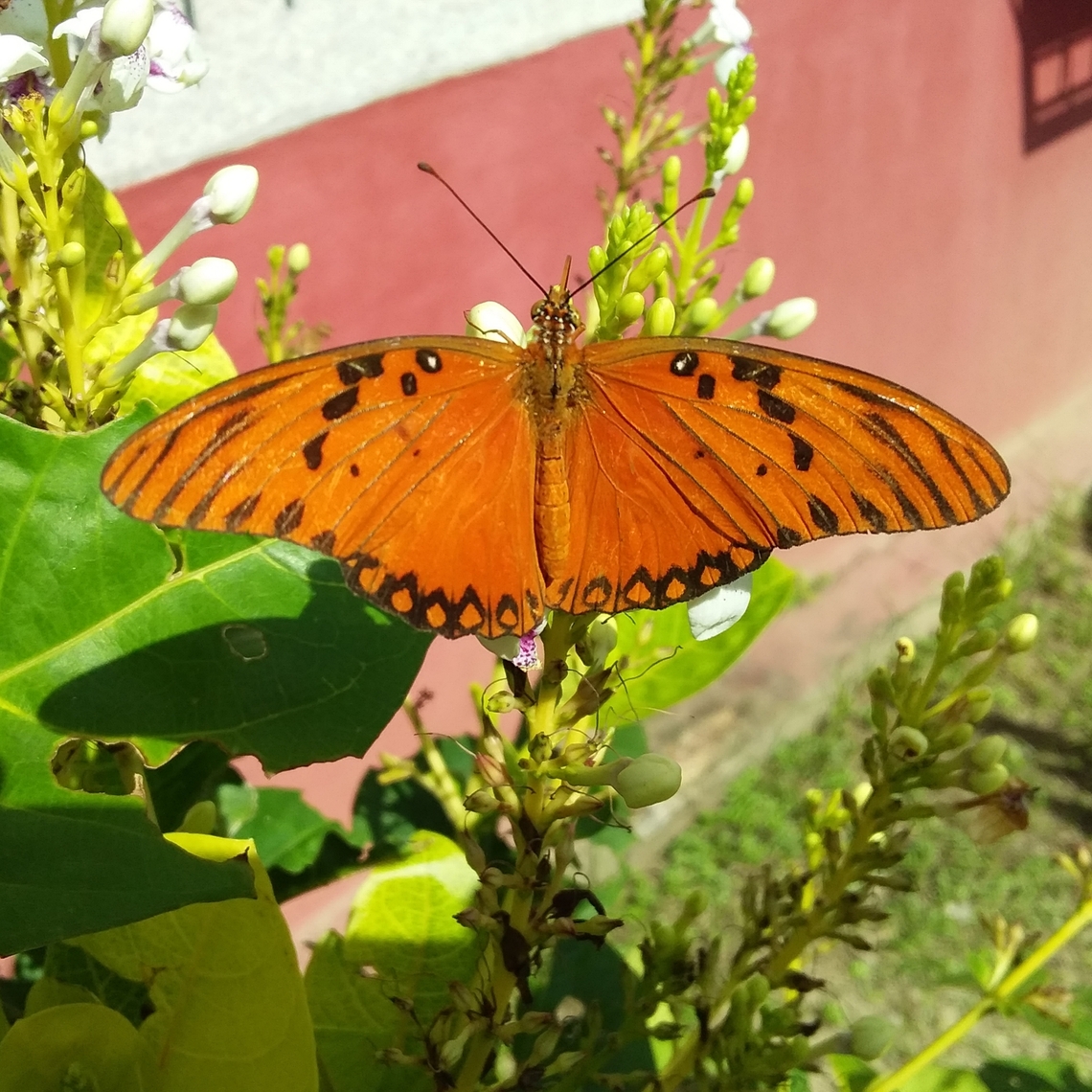 Agraulis vanillae (Nymphalidae)  Agraulis vanillae,Geotagged,Gulf fritillary,Venezuela,Winter