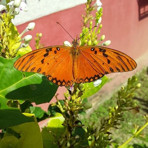 Agraulis vanillae (Nymphalidae)  Agraulis vanillae,Geotagged,Gulf fritillary,Venezuela,Winter
