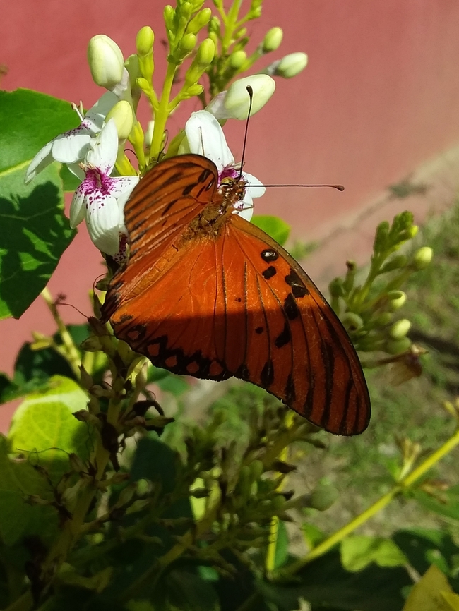 Agraulis vanillae (Nymphalidae)  Agraulis vanillae,Geotagged,Gulf fritillary,Venezuela,Winter