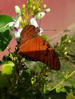 Agraulis vanillae (Nymphalidae)  Agraulis vanillae,Geotagged,Gulf fritillary,Venezuela,Winter