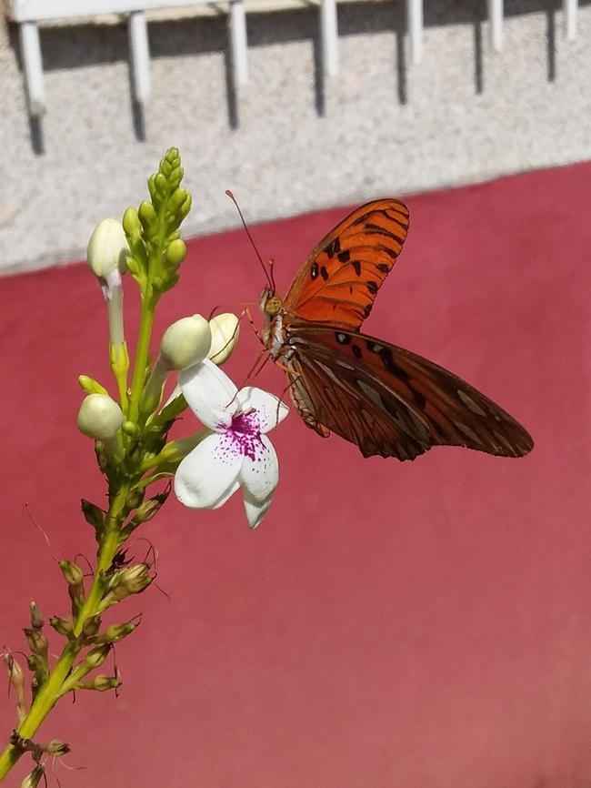 Agraulis vanillae (Nymphalidae)  Agraulis vanillae,Geotagged,Gulf fritillary,Venezuela,Winter