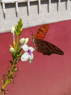 Agraulis vanillae (Nymphalidae)  Agraulis vanillae,Geotagged,Gulf fritillary,Venezuela,Winter