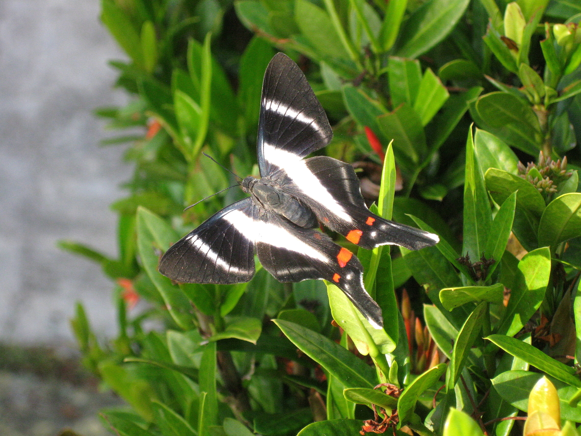 Rhetus dysonii (female). Fam. Riodinidae. Note sexual dimorphism in this species. Dyson's Blue Doctor,Geotagged,Rhetus dysonii,Venezuela,Winter