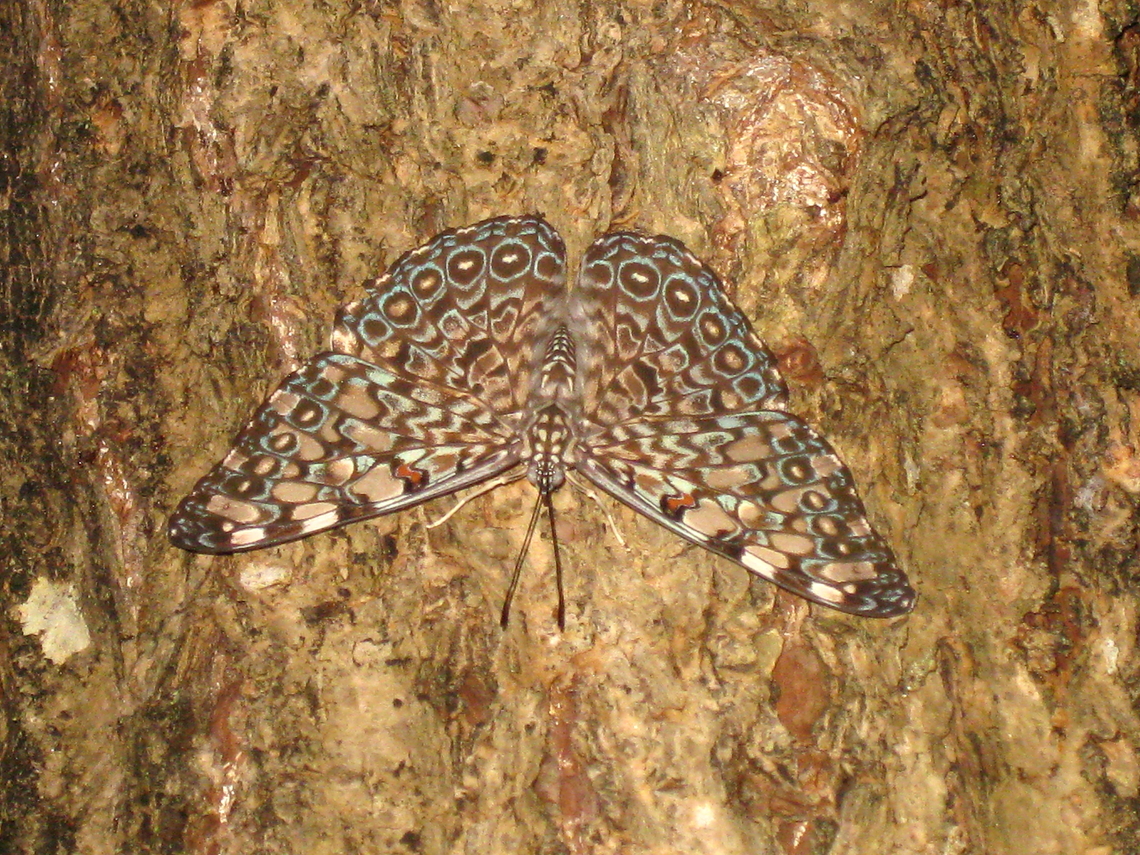 Hamadryas februa (Nymphalidae) Picture is not upside down! This is the usual resting position of this species on trees. Geotagged,Gray Cracker,Hamadryas februa,Venezuela,Winter