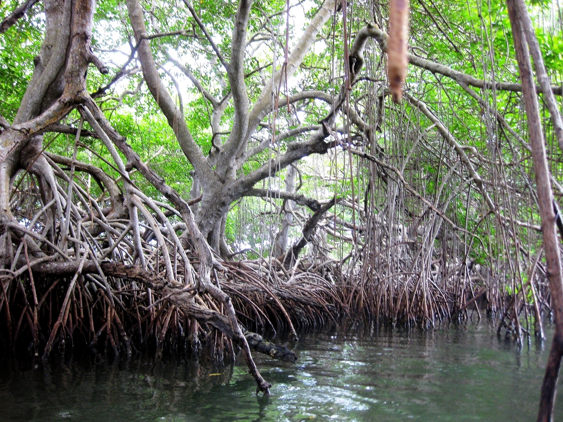 Rhizophora mangle Canoeing on a mangrove coastal lagoon, one admires the wonderful adaptation of this species to growing on salt water. Geotagged,Red mangrove,Rhizophora mangle,Venezuela,Winter