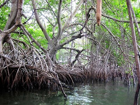 Rhizophora mangle Canoeing on a mangrove coastal lagoon, one admires the wonderful adaptation of this species to growing on salt water. Geotagged,Red mangrove,Rhizophora mangle,Venezuela,Winter