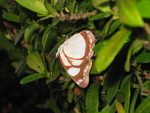 Pyrrhogyra neaerea (Nymphalidae)  Geotagged,Leading Red-Ring,Pyrrhogyra neaerea,Venezuela,Winter