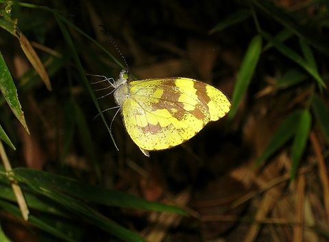 Dismorphia medora (Pieridae)  Dismorphia medora,Geotagged,Medora Mimic-White,Venezuela,Winter