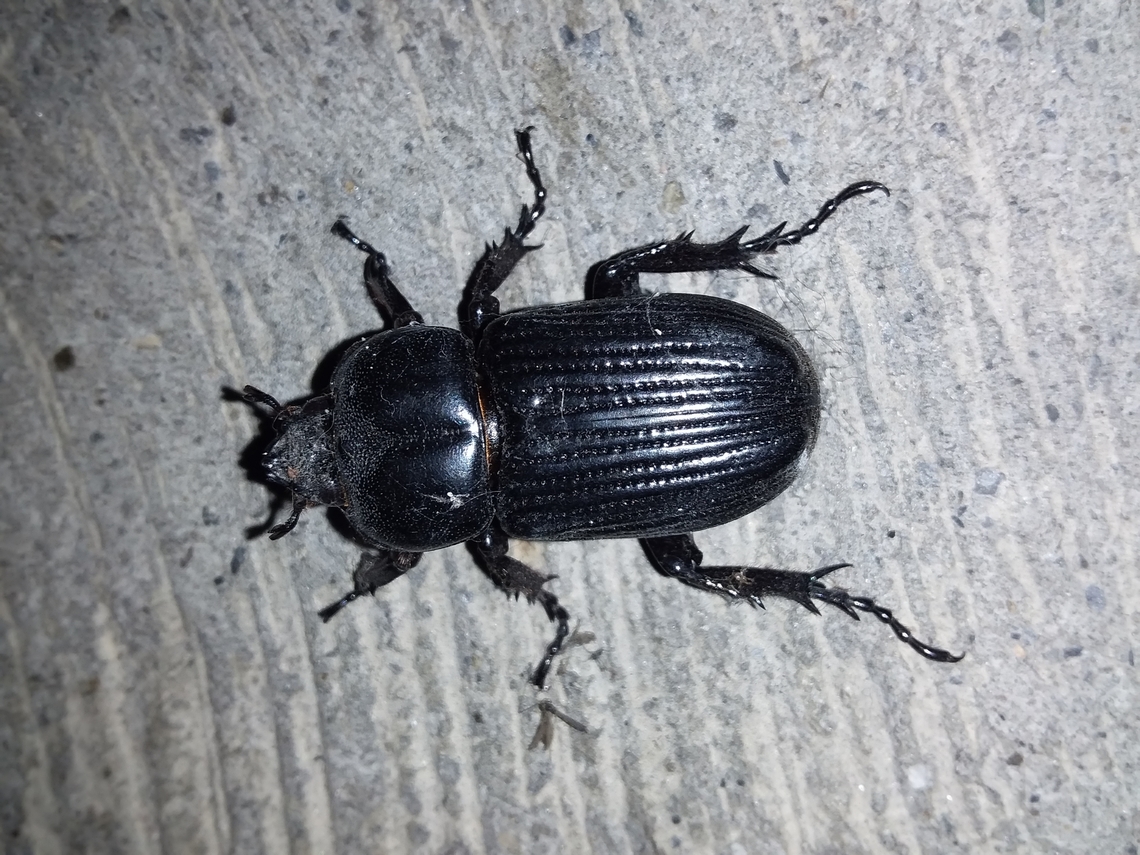 Phileurus valgus  Geotagged,Phileurus valgus,Venezuela,Winter