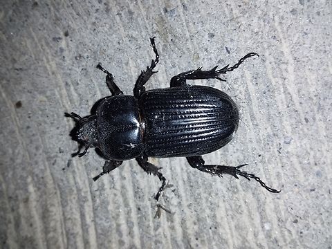 Phileurus valgus  Geotagged,Phileurus valgus,Venezuela,Winter