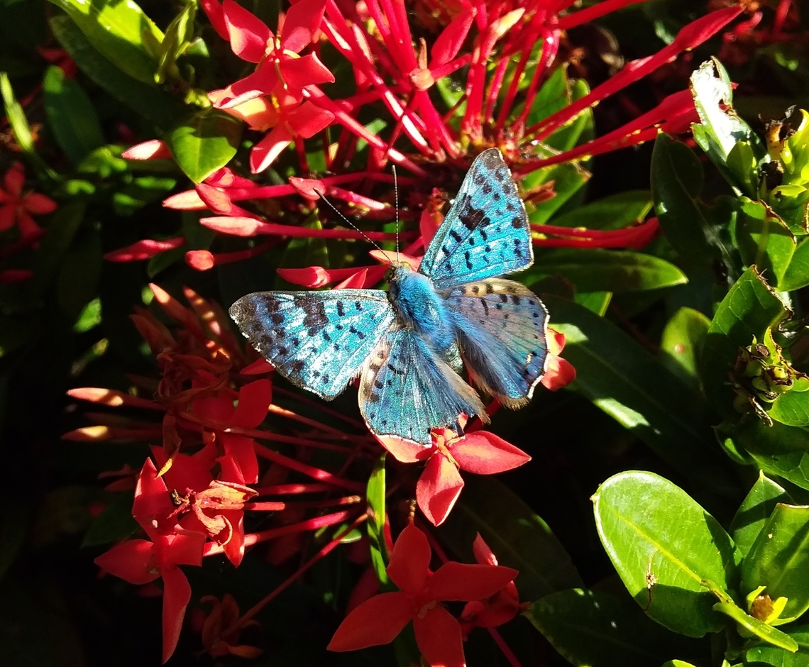 Lasaia agesilas (Riodinidae)  Black-patch Bluemark,Geotagged,Lasaia agesilas,Venezuela,Winter