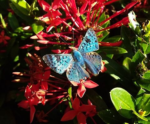 Lasaia agesilas (Riodinidae)  Black-patch Bluemark,Geotagged,Lasaia agesilas,Venezuela,Winter