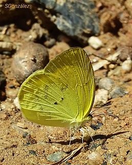 Pyrisitia nise (Pieridae)  Geotagged,Mimosa yellow,Pyrisitia nise,Venezuela