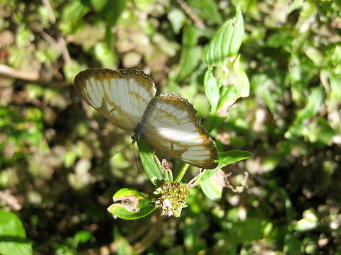 Mestra amymone (Nymphalidae)  Common Mestra,Geotagged,Mestra amymone,Venezuela,Winter