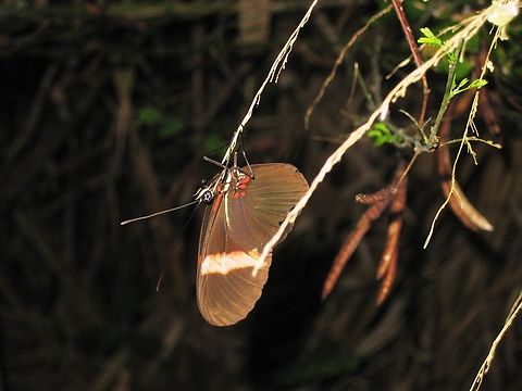 Heliconius erato (Nymphalidae)  Geotagged,Heliconius erato,Red postman,Venezuela,Winter