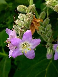 Wigandia urens (Hydrophyllaceae)  Fiberglass Plant,Geotagged,Venezuela,Wigandia urens,Winter