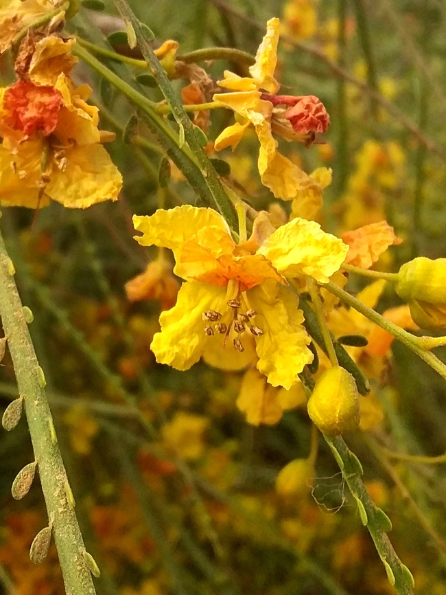 Parkinsonia aculeata (Fabaceae) Not native to Venezuela, it was introduced long ago and now occurs or is cultivated in many dry and semiarid areas of the country. Geotagged,Parkinsonia aculeata,Venezuela,Winter