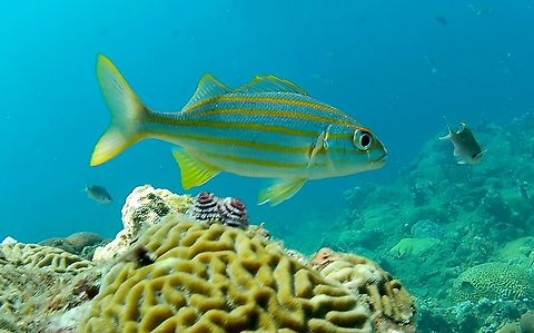 Haemulon chrysargyreum (Haemulidae) Turning now to the marine environment, let's see what can be found... Geotagged,Haemulon chrysargyreum,Smallmouth grunt,Venezuela,Winter