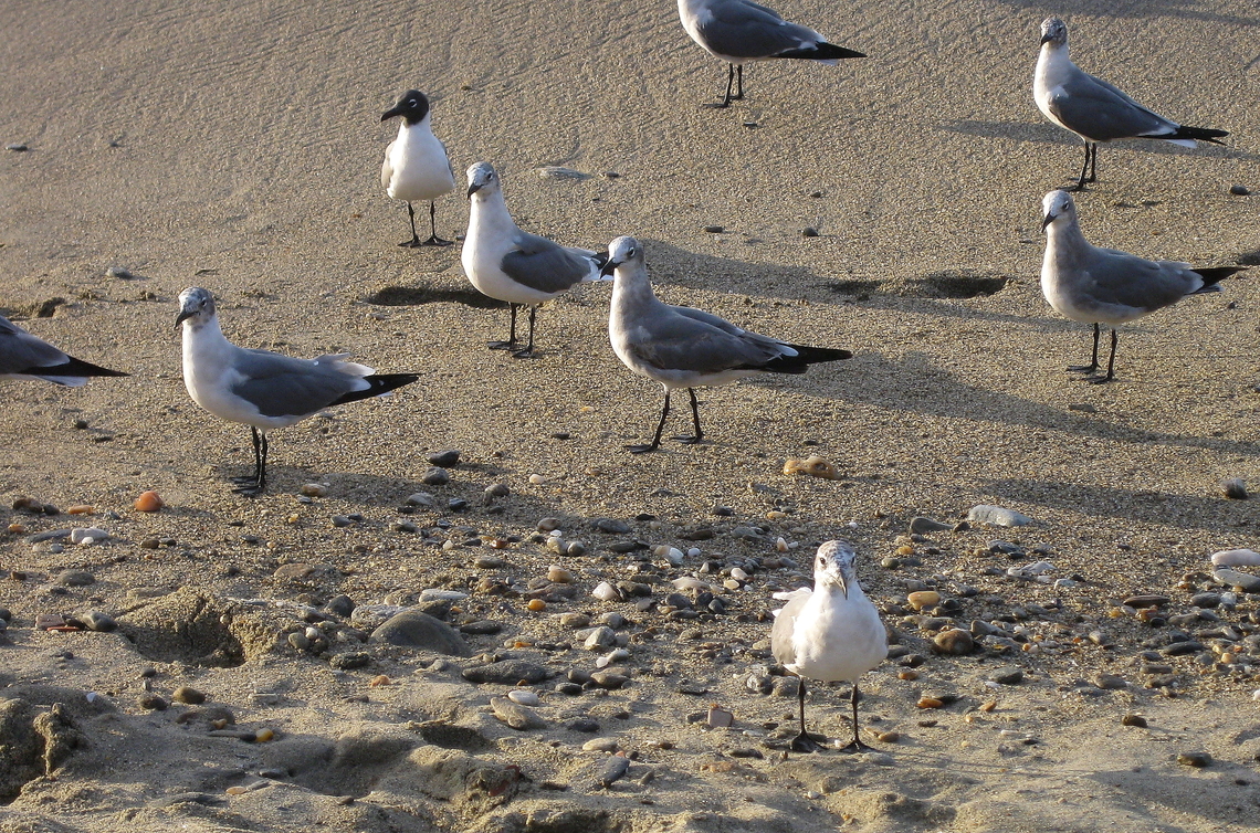 Leucophaeus atricilla (Laridae) Same species, different phases of the plumage. Geotagged,Laughing gull,Leucophaeus atricilla,Venezuela,Winter