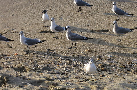 Leucophaeus atricilla (Laridae) Same species, different phases of the plumage. Geotagged,Laughing gull,Leucophaeus atricilla,Venezuela,Winter