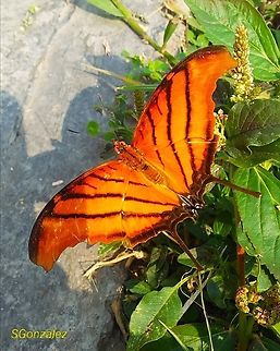 Marpesia petreus (Nymphalidae)  Geotagged,Marpesia petreus,Ruddy daggerwing,Spring,Venezuela