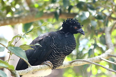 Crax daubentoni (♀). Cracidae. Individual kept in open captivity. Crax daubentoni,Geotagged,Helmeted curassow,Pauxi pauxi,Venezuela,Winter,Yellow-knobbed curassow